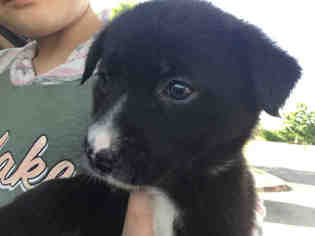 Medium Photo #1 Sheprador Puppy For Sale in San Antonio, TX, USA