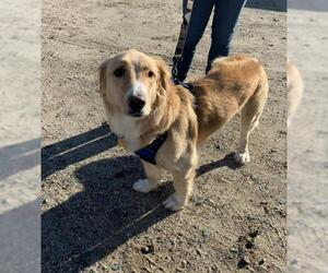 Basset Retriever Dogs for adoption in Spring Lake, NJ, USA