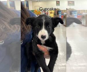 Border Collie Dogs for adoption in Turlock, CA, USA