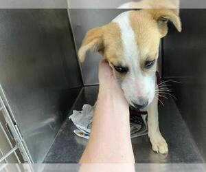 Labrador Retriever-Unknown Mix Dogs for adoption in Visalia, CA, USA