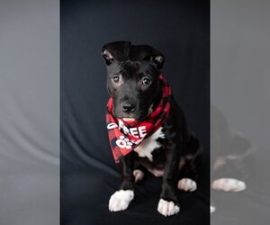 American Pit Bull Terrier-Unknown Mix Dogs for adoption in Marine City, MI, USA