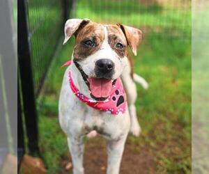 American Staffordshire Terrier Dogs for adoption in San Antonio, TX, USA