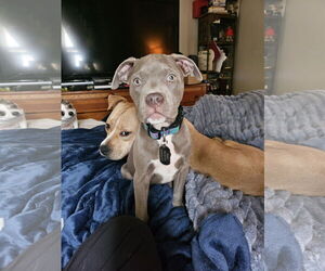 American Pit Bull Terrier Dogs for adoption in Belleville, MI, USA