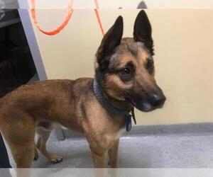 Medium Photo #3 German Shepherd Dog Puppy For Sale in Orange, CA, USA