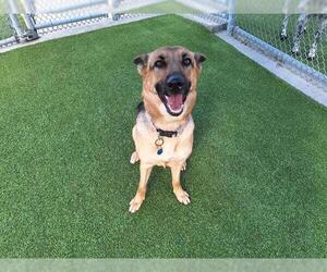 German Shepherd Dog-Unknown Mix Dogs for adoption in Grand Prairie, TX, USA