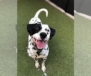 Dalmatian Dogs for adoption in Plymouth, MN, USA