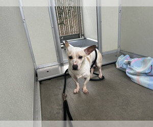 Mutt Dogs for adoption in Corona, CA, USA