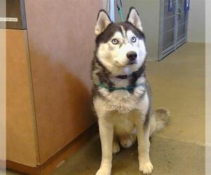 Siberian Husky Dogs for adoption in Sacramento, CA, USA