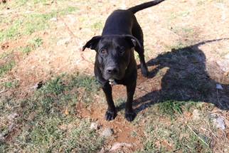 American Pit Bull Terrier-Labrador Retriever Mix Dogs for adoption in New Albany, MS, USA