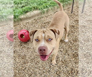 Mutt Dogs for adoption in Euless, TX, USA