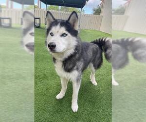 - Mix Dogs for adoption in Naples, FL, USA