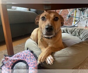 Mutt Dogs for adoption in Philadelphia, PA, USA