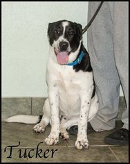 Lab-Pointer Dogs for adoption in Ada, OK, USA