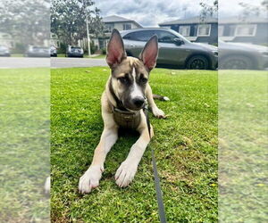 German Shepherd Dog-Huskies  Mix Dogs for adoption in San Diego, CA, USA