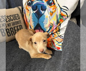 Chihuahua-Unknown Mix Dogs for adoption in Ellijay, GA, USA