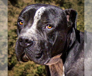 American Staffordshire Terrier-Bulldog Mix Dogs for adoption in Albuquerque, NM, USA