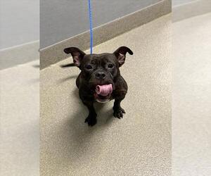 French Bulldog-Unknown Mix Dogs for adoption in Las Vegas, NV, USA