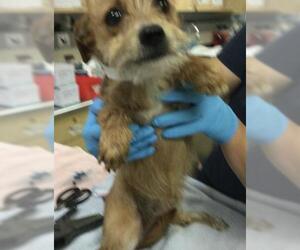 Mutt Dogs for adoption in Riverside, CA, USA