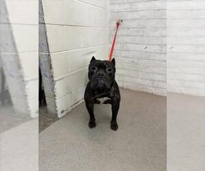 American Pit Bull Terrier-Bulldog Mix Dogs for adoption in San Bernardino, CA, USA