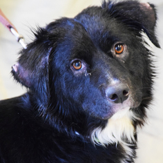 Border Collie Dogs for adoption in Huntley, IL, USA