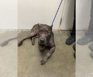 Mutt Dogs for adoption in Rosenberg, TX, USA