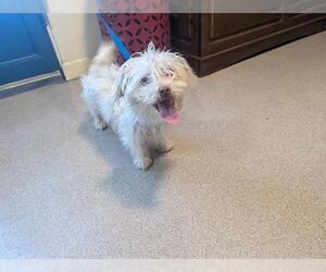 Maltese-Unknown Mix Dogs for adoption in Pasadena, CA, USA