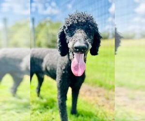 Poodle (Standard)-Unknown Mix Dogs for adoption in Pacolet, SC, USA