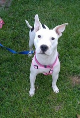 American Pit Bull Terrier-Bull Terrier Mix Dogs for adoption in Baton Rouge, LA, USA