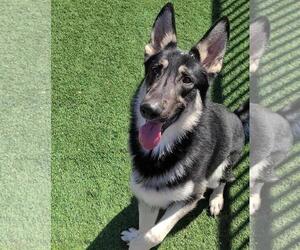 German Shepherd Dog-Huskies  Mix Dogs for adoption in Rockwall, TX, USA
