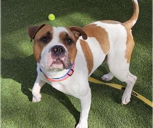 American Bulldog-Unknown Mix Dogs for adoption in Las Vegas, NV, USA