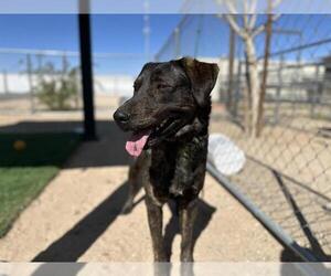 German Shepherd Dog-Unknown Mix Dogs for adoption in HESPERIA, CA, USA