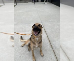 German Shepherd Dog Dogs for adoption in San Martin, CA, USA
