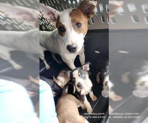 Bull Terrier-Unknown Mix Dogs for adoption in San Antonio, TX, USA