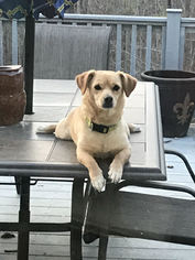 Medium Photo #1 Chi-Corgi Puppy For Sale in Nashville, TN, USA