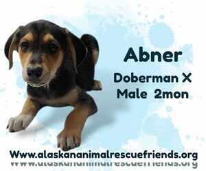Doberman Pinscher-Unknown Mix Dogs for adoption in Anchorage, AK, USA