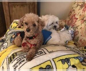 Poodle (Miniature) Dogs for adoption in Nashville, TN, USA