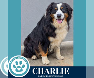 Australian Shepherd-Unknown Mix Dogs for adoption in Kimberton, PA, USA