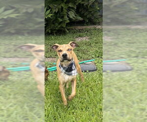 American Pit Bull Terrier-Unknown Mix Dogs for adoption in Pasadena, TX, USA