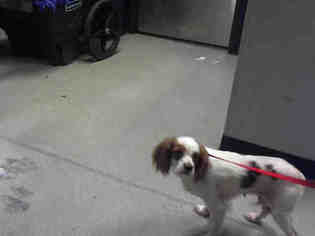Cavalier King Charles Spaniel Dogs for adoption in Charlotte, NC, USA