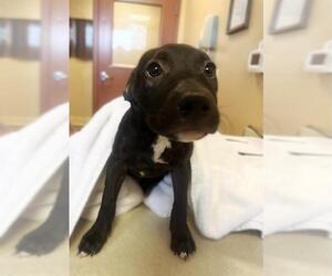American Pit Bull Terrier-Unknown Mix Dogs for adoption in Riverside, CA, USA