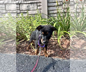 Mutt Dogs for adoption in Sterling, MA, USA