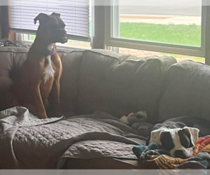Boxer Dogs for adoption in Burnsville, MN, USA