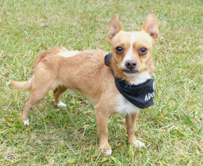 Chihuahua-Unknown Mix Dogs for adoption in Mocksville, NC, USA