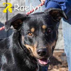 Rottweiler Dogs for adoption in Rowlett, TX, USA