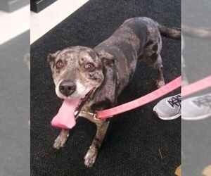 Small Catahoula Leopard Dog