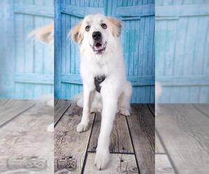 Great Pyrenees Dogs for adoption in Colorado Springs, CO, USA