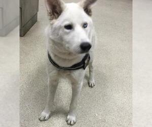 Siberian Husky Dogs for adoption in Riverside, CA, USA
