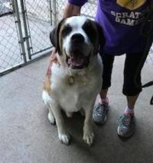 Saint Bernard Dogs for adoption in Ellijay, GA, USA