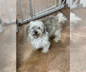 Havanese Dogs for adoption in Bolivar, MO, USA