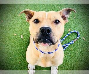 American Pit Bull Terrier Dogs for adoption in Orlando, FL, USA